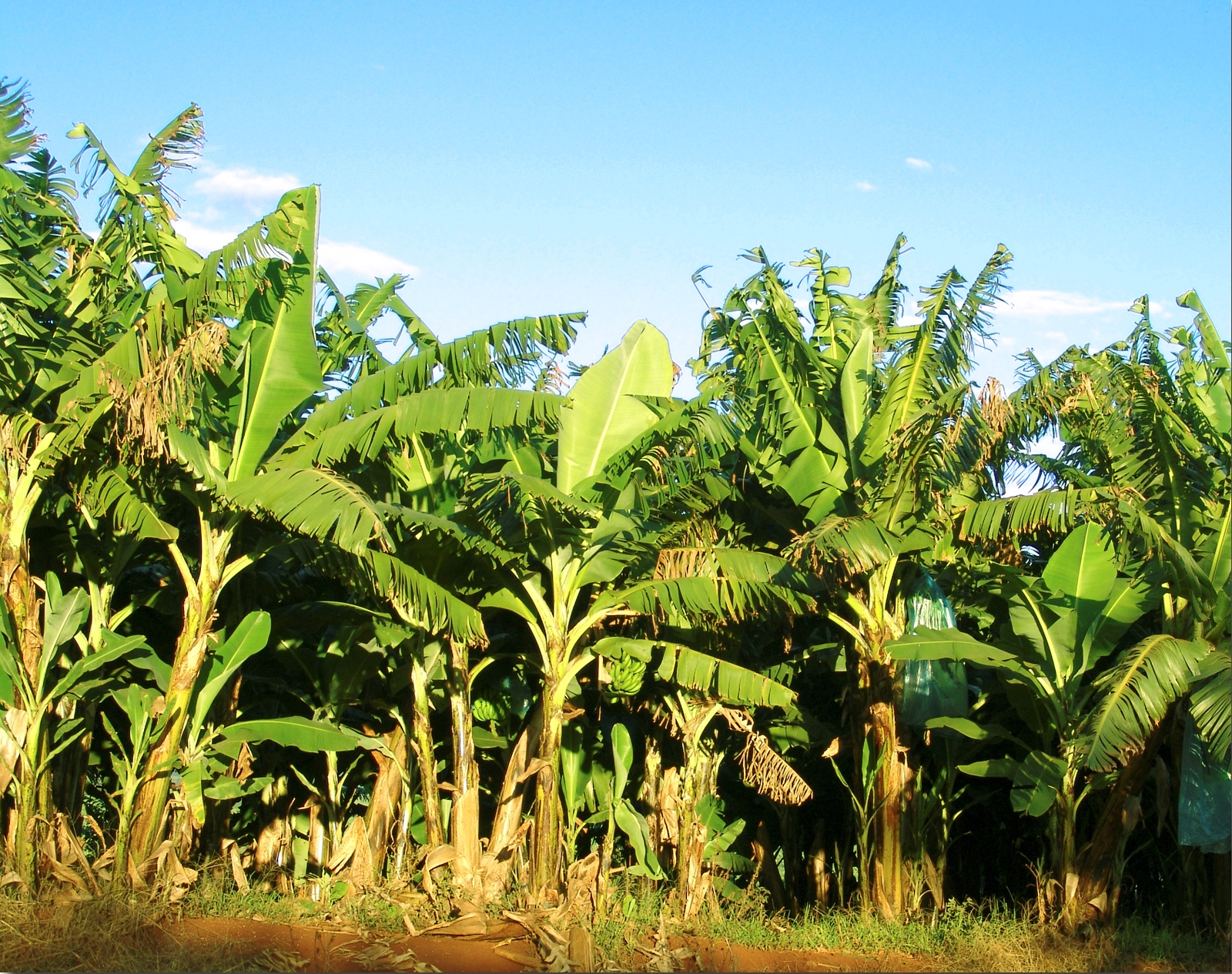 banana plantation